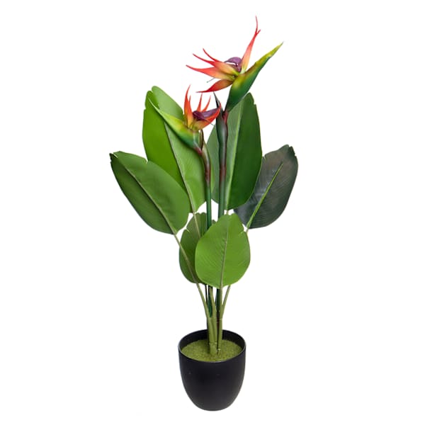Bird of Paradise in Plastic Pot, 29"