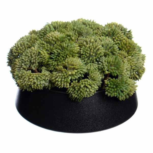 Sedum in Ceramic Pot, 5"