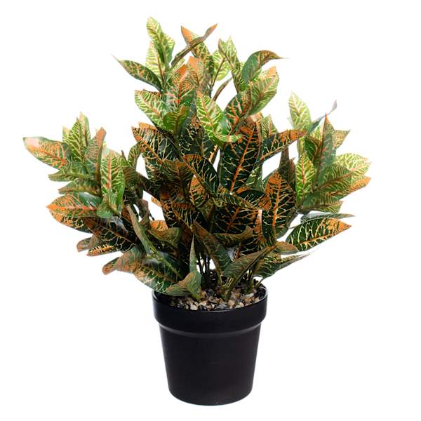 UV-Protected Croton in Plastic Pot, 16"