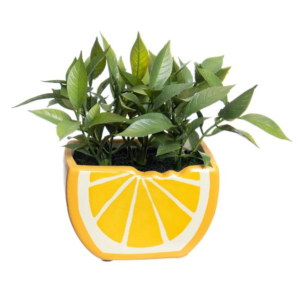 Grass in Orange Ceramic Pot, 6"
