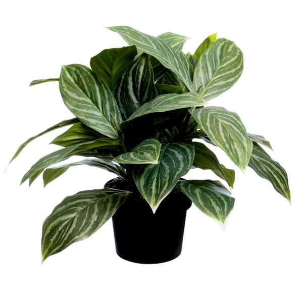 UV-Protected Aglaonema in Plastic Pot, 16"