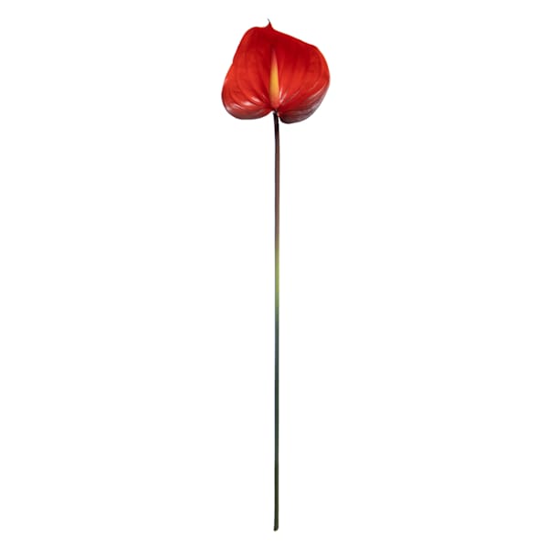 Red Anthurium Stem, 27"