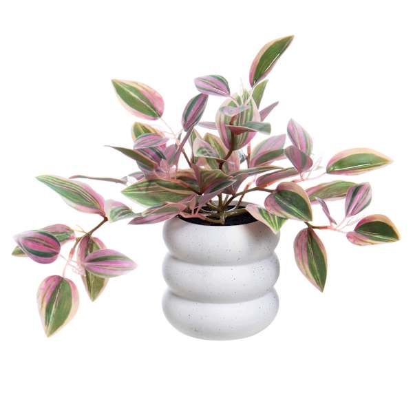 Silver Inch Plant in Ceramic Pot, 10"