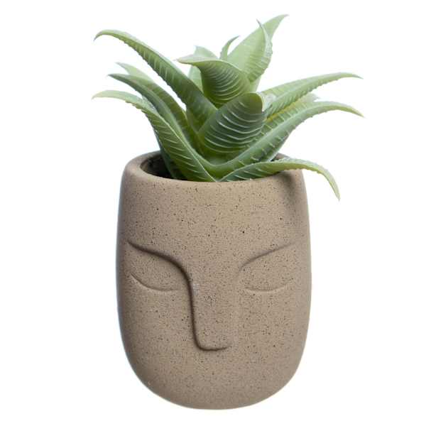 Aloe in Cement Pot, 5.5"