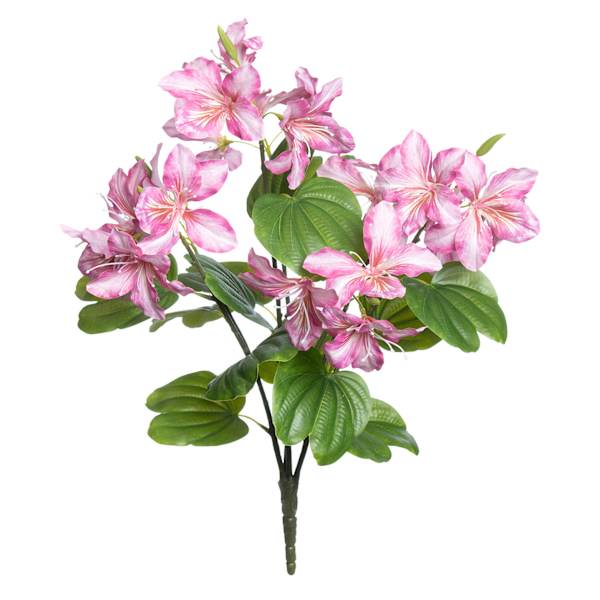 Purple Bauhinia Bush, 21"