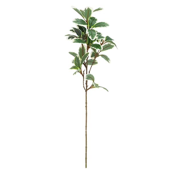 Pittosporum Stem, 24"