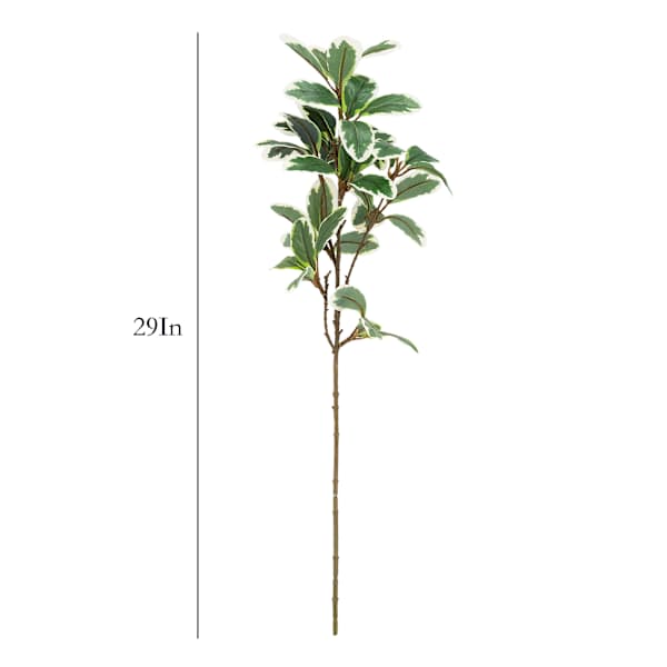 Pittosporum Stem, 24"