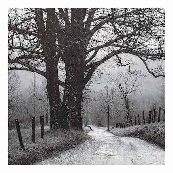 Black Tree Road Canvas Wall Art, 30"