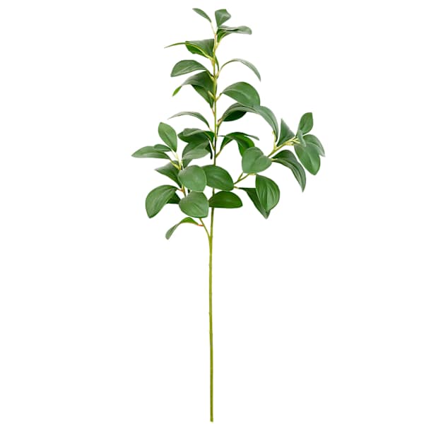 Aglaia Odorata Leaves Stem, 30.5"