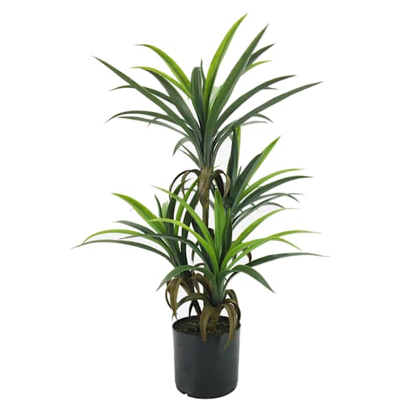 Yucca Tree with Black Planter, 33"