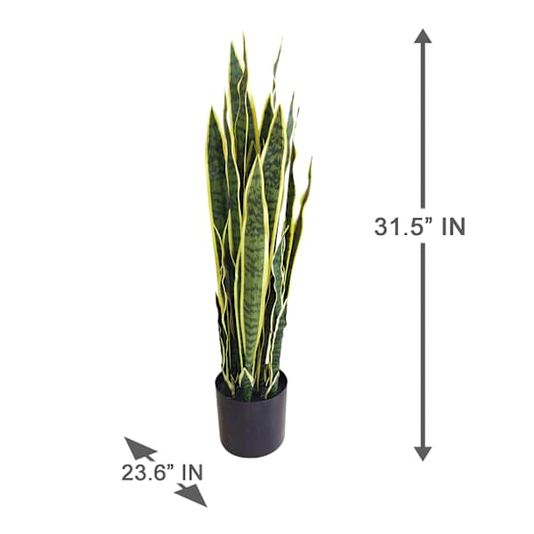 Potted Snake Plant, 3'