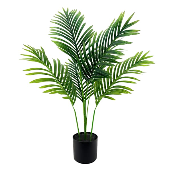Potted Areca Plant, 3'