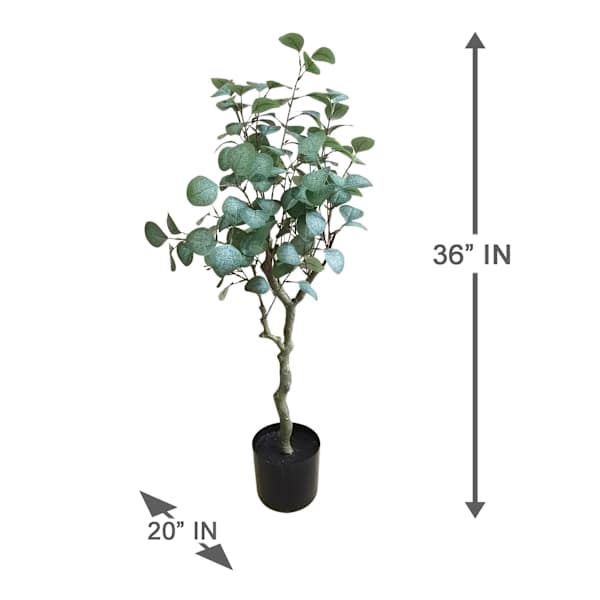 Potted Eucalyptus Tree, 3'