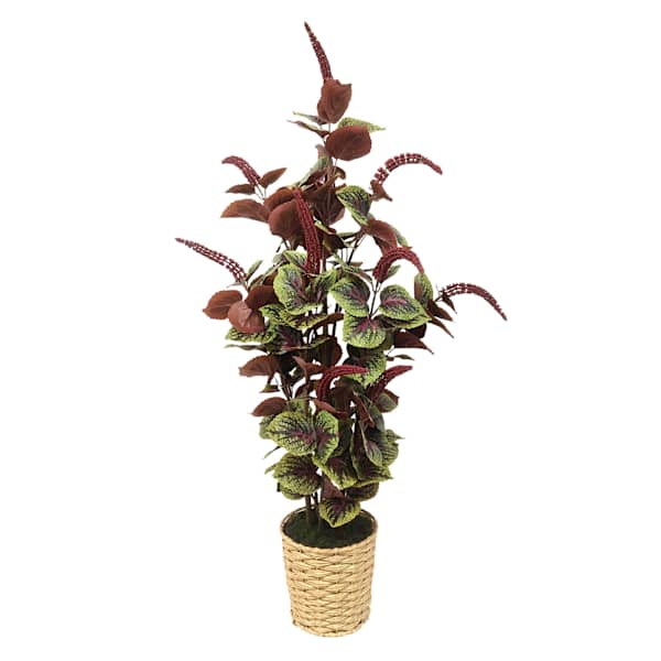 Coleus Plant with Woven Vessel, 36"