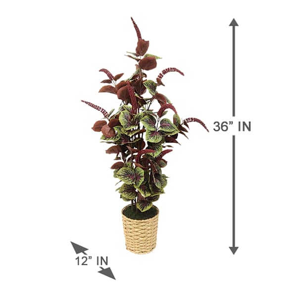 Coleus Plant with Woven Vessel, 36"