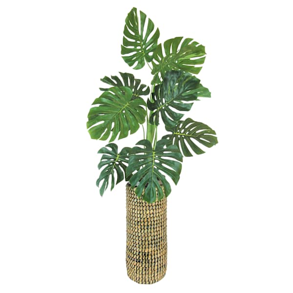 Monstera Plant with Cylinder Basket Planter, 42"