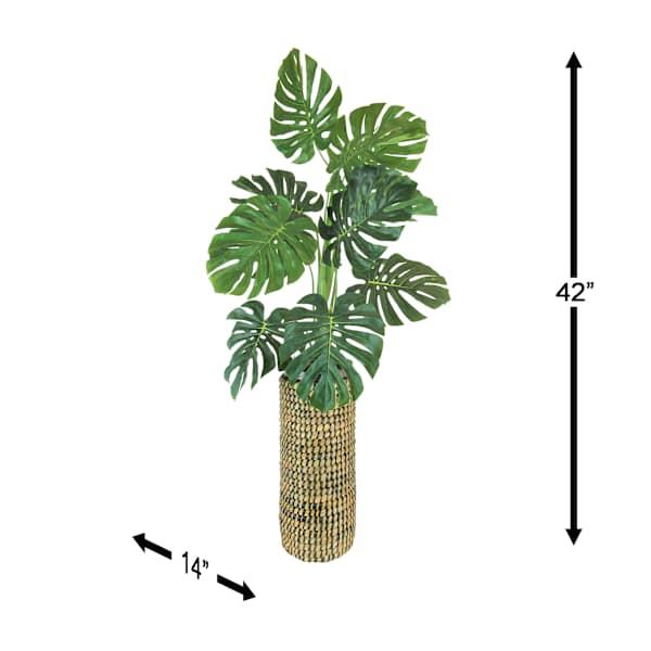 Monstera Plant with Cylinder Basket Planter, 42"