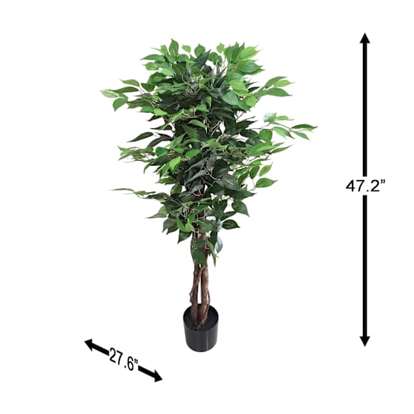 Ficus Tree in Black Pot, 4'