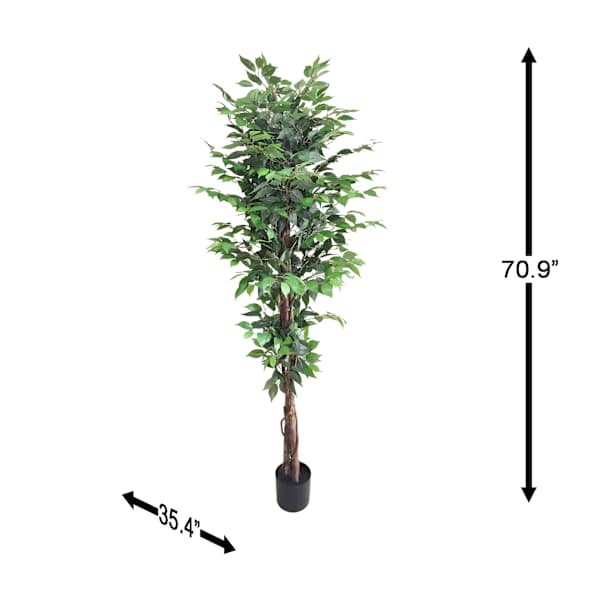 Ficus Tree in Black Pot, 6'