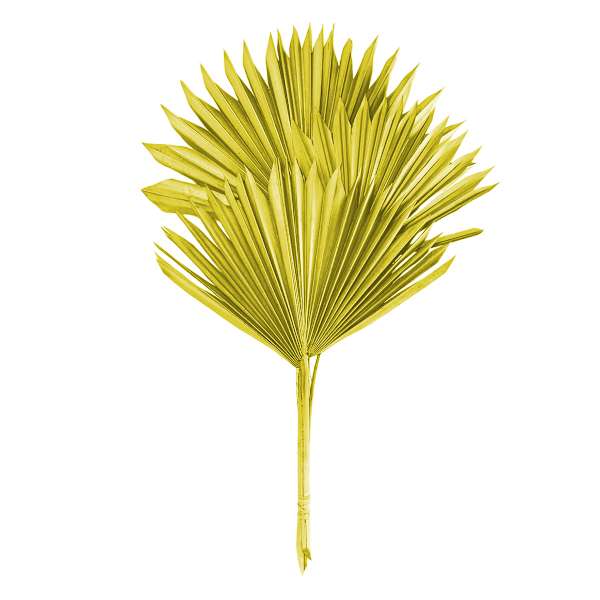 Olive Sun Spear, 19"