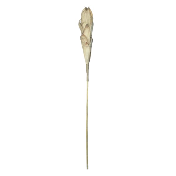 Natural Cob Stem, 80"