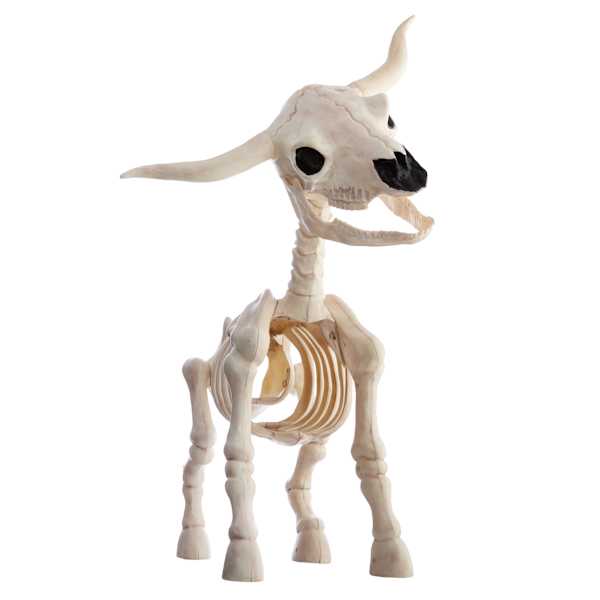 Steer Skeleton