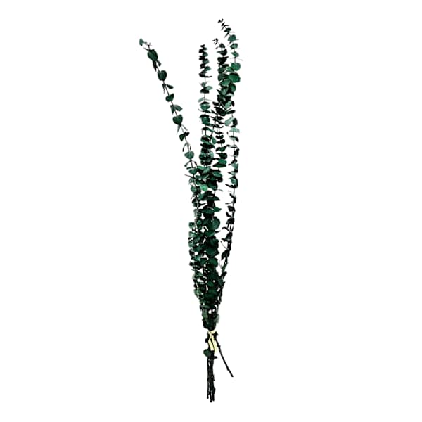 Preserved Eucalyptus & Olive