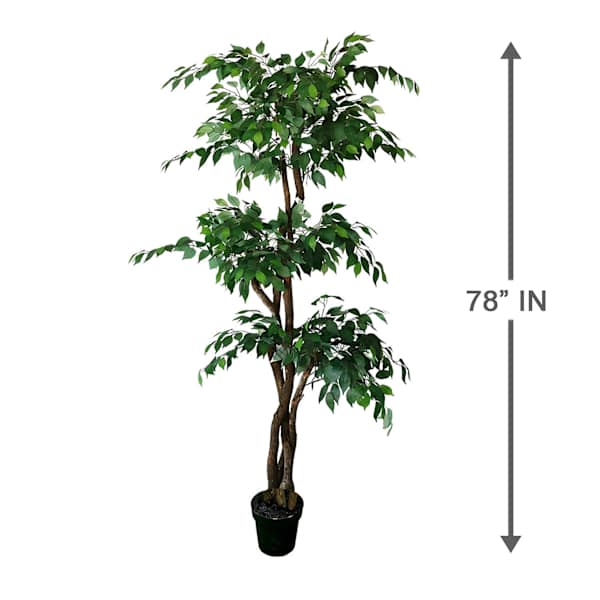 Real-Bark Fiscus Tree in Black Pot, 6.5'