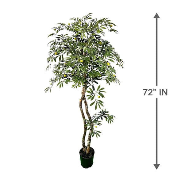Real-Bark Young Olive Tree, 6'