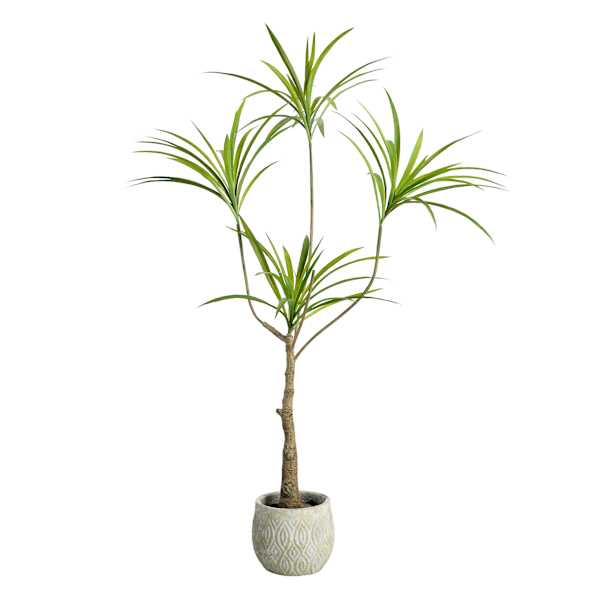 Dragon Tree in Cement Pot, 47"