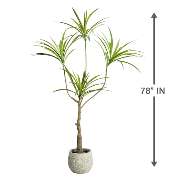 Dragon Tree in Cement Pot, 47"