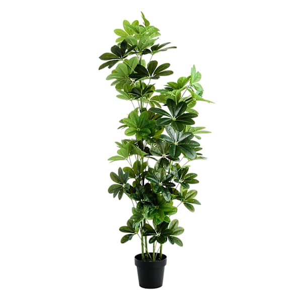 Ficus Lyrata Tree, 60"