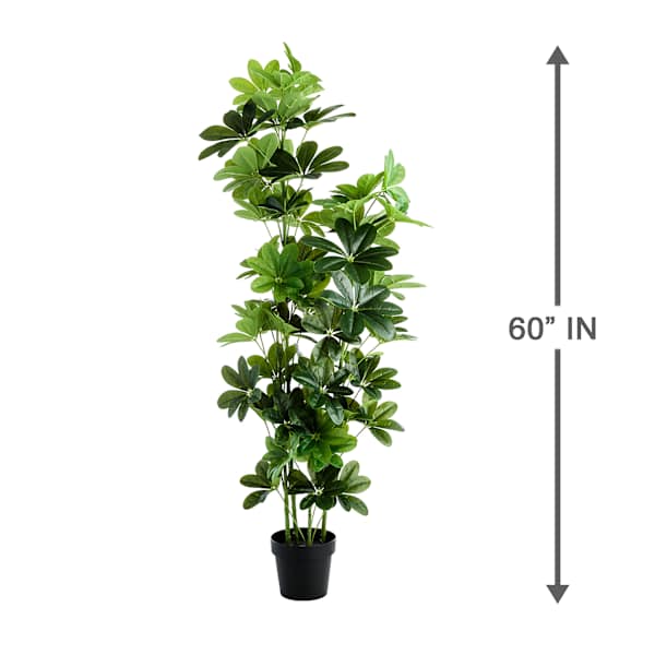Ficus Lyrata Tree, 60"
