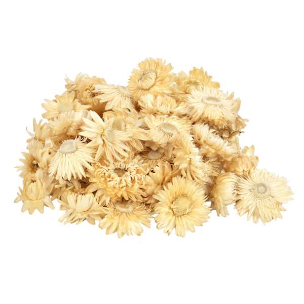 Top Shelf- Strawflowers Any Color