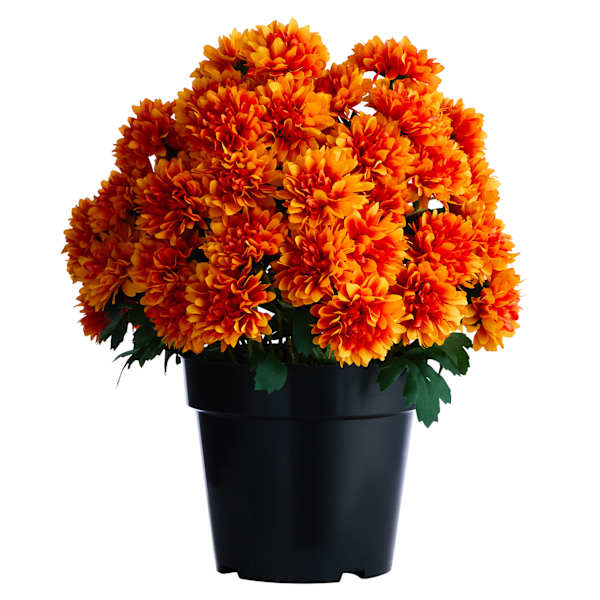 Orange Mum Flower in Black Plastic Pot, 13"