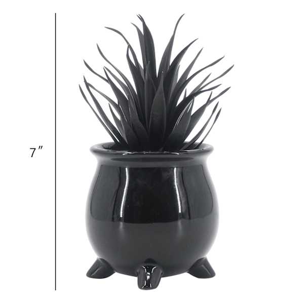 Midnight Shadows Black Succulent Arrangement, 7"