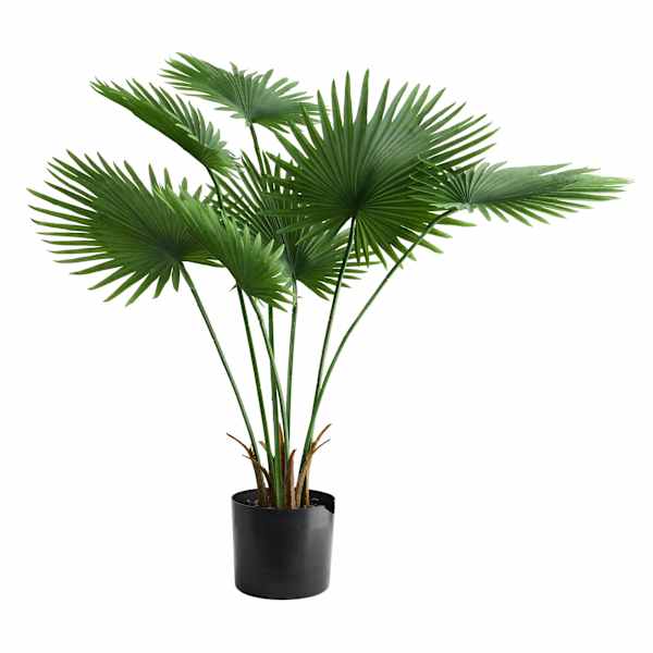 Fan Palm in Plastic Pot, 48"