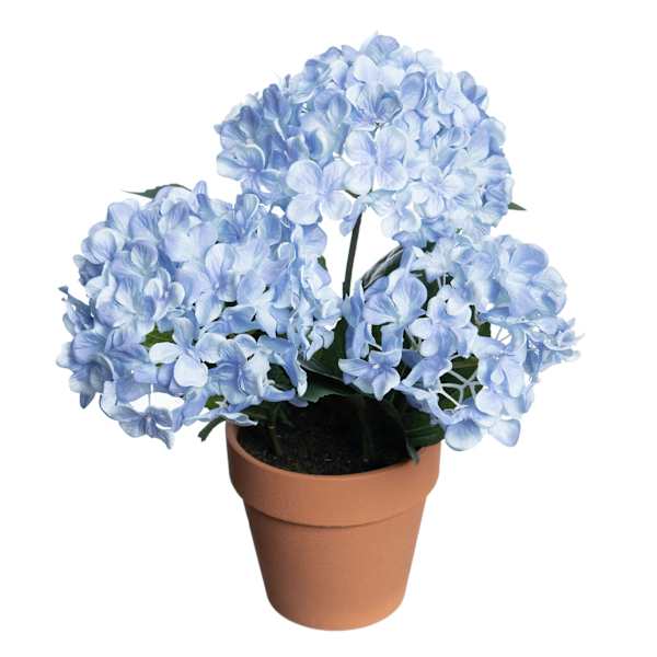 Light Blue Hydrangea Arrangement in Terracotta Ceramic Pot