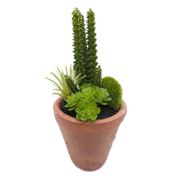 Cactus & Haworth Arrangement in Terracotta Ceramic Pot, 6"
