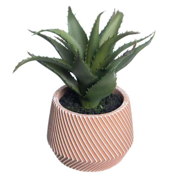 Aloe Arrangement in Terracotta Ceramic Pot, 8"