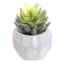 Mini Agave Plant with White Planter, 5.5"