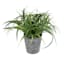 Grass Plant Arrangement with Planter, 8"