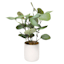 Eucalyptus Plant with White Planter, 10"