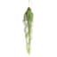 Hanging Button Fern, 29"