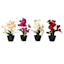 4 Assorted Orchid Flowers with Black Planter, 17"