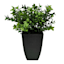 Boxwood Plant with Square Black Planter, 12"