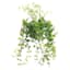 Button Leaf Plant with White Planter, 9"