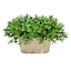 Boxwood Plant with White Rectangular Planter, 10"