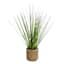Honeybloom Mini Grass Plant with Planter, 11"
