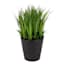 Grass Plant with Black Ceramic Planter, 9"